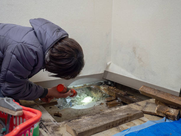 Best Residential Mold Inspection & Testing  in Vinco, PA