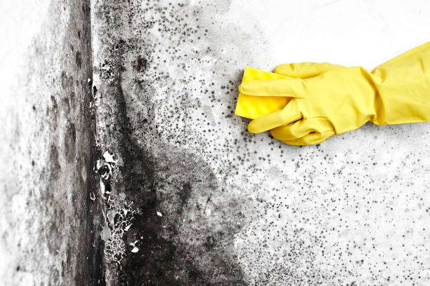 Best Commercial Mold Inspection  in Vinco, PA
