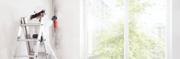 Reliable Vinco, PA Mold Removal Solutions